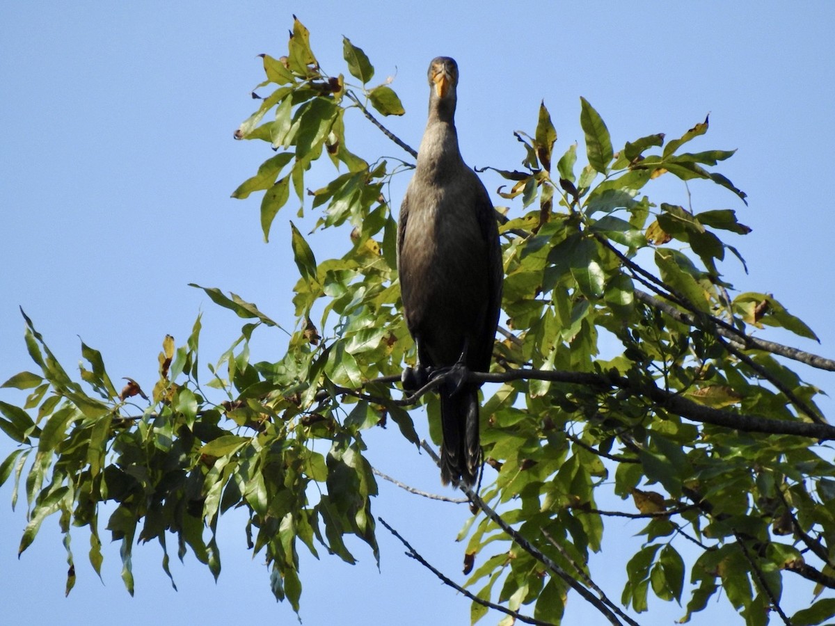 Double-crested Cormorant - ML642109311
