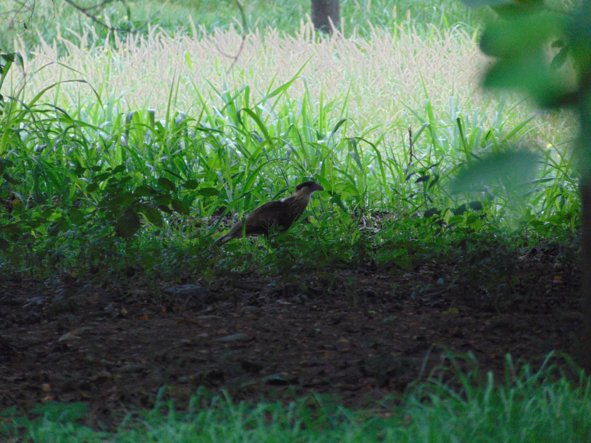 Crested Caracara - ML642109321