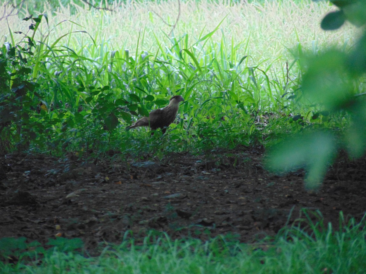 Crested Caracara - ML642109322