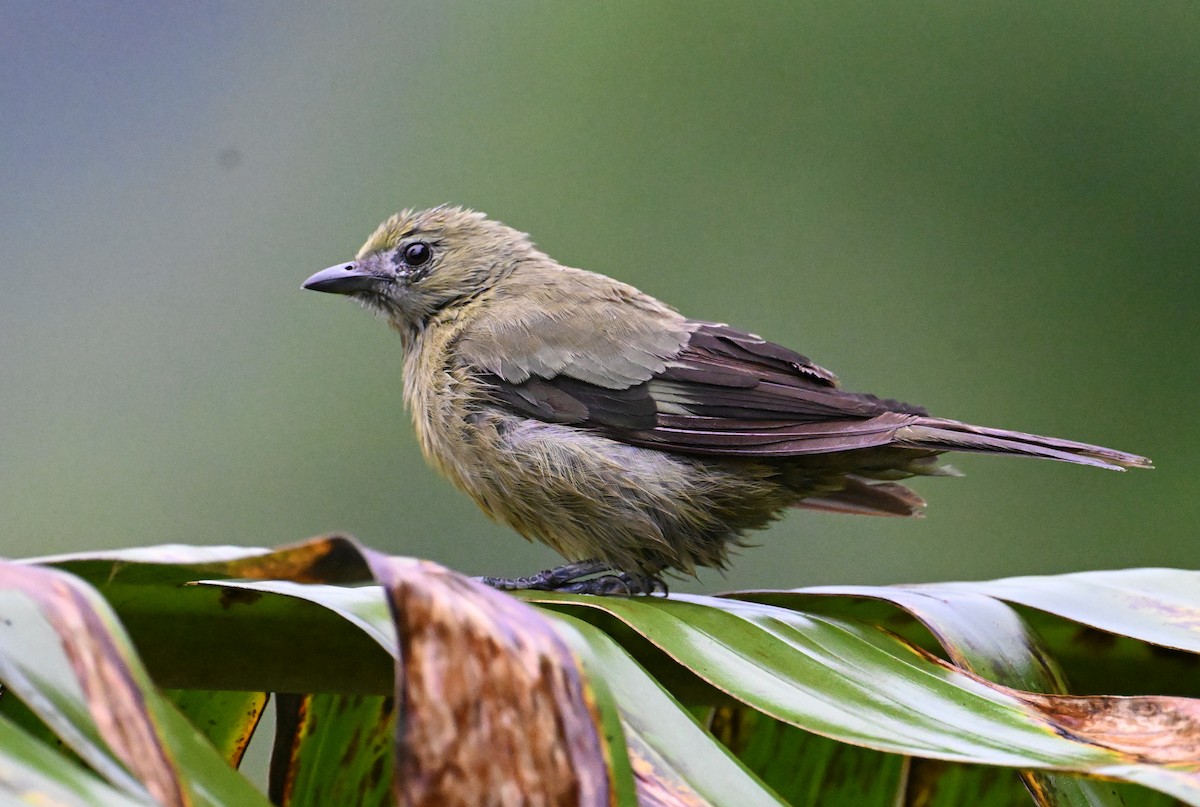 Palm Tanager - ML642109335