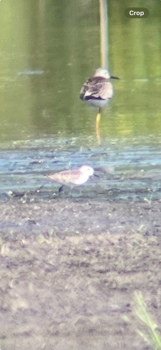 Western Sandpiper - ML642109340