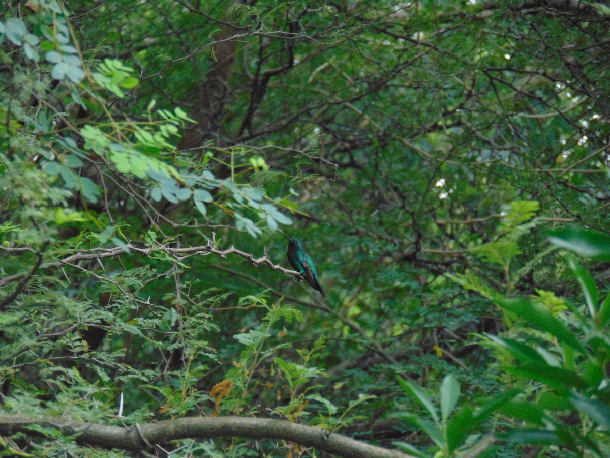 Shining-green Hummingbird - ML642109351