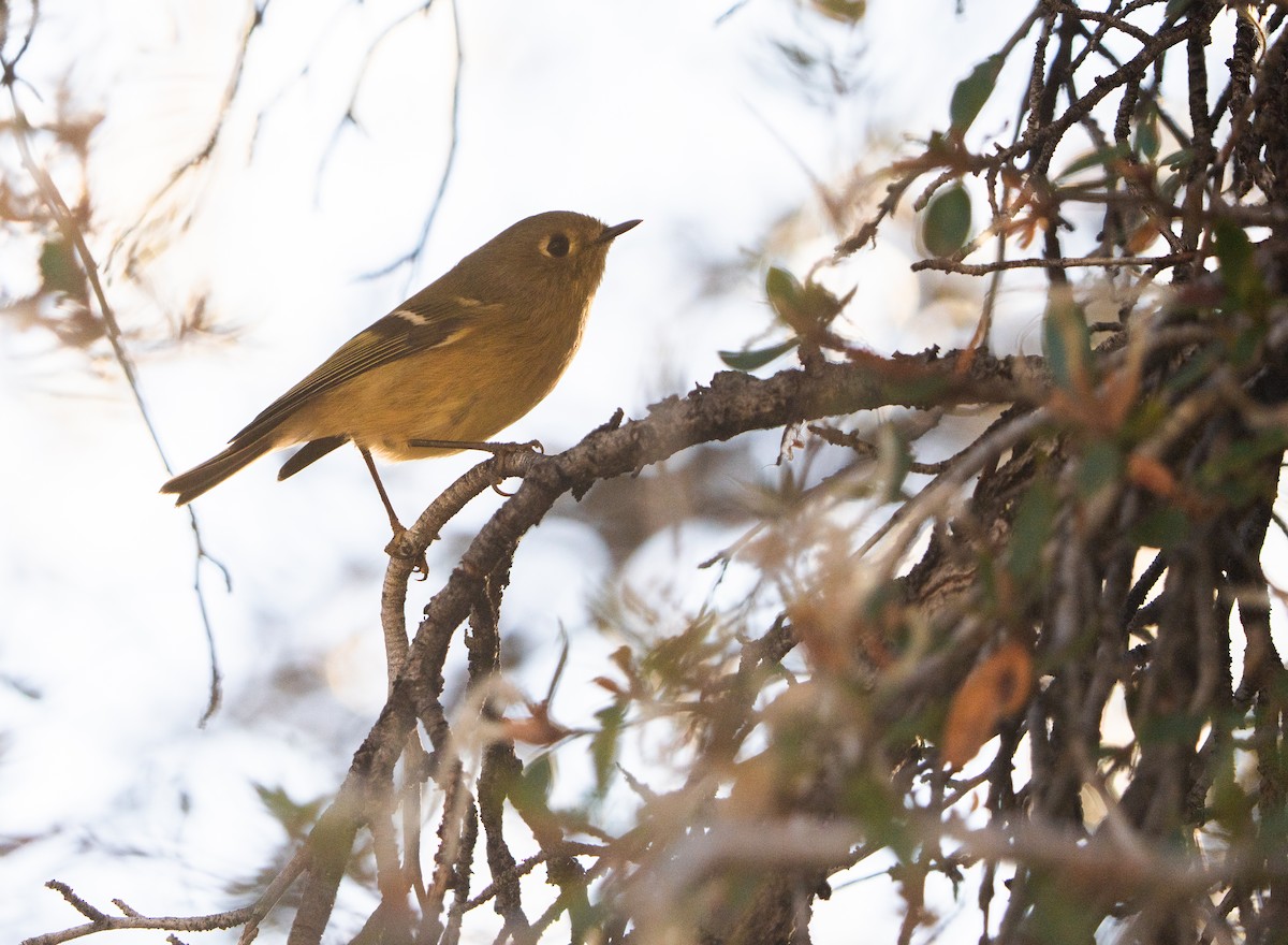Ruby-crowned Kinglet - ML642109352