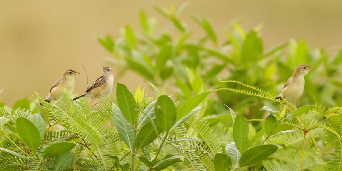 Zitting Cisticola - ML642109367