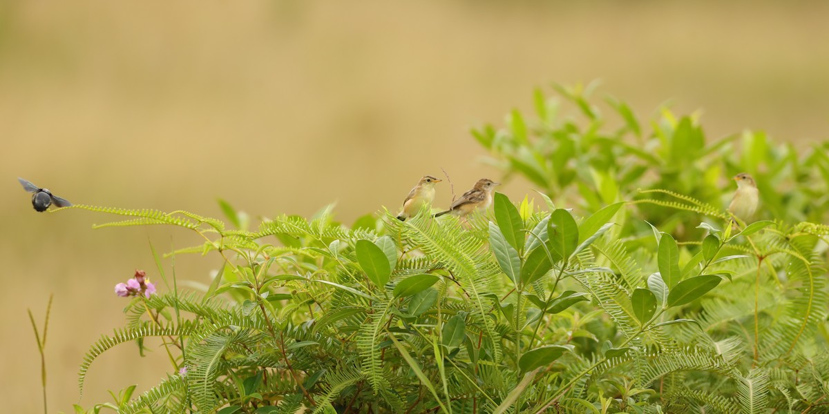Zitting Cisticola - ML642109368
