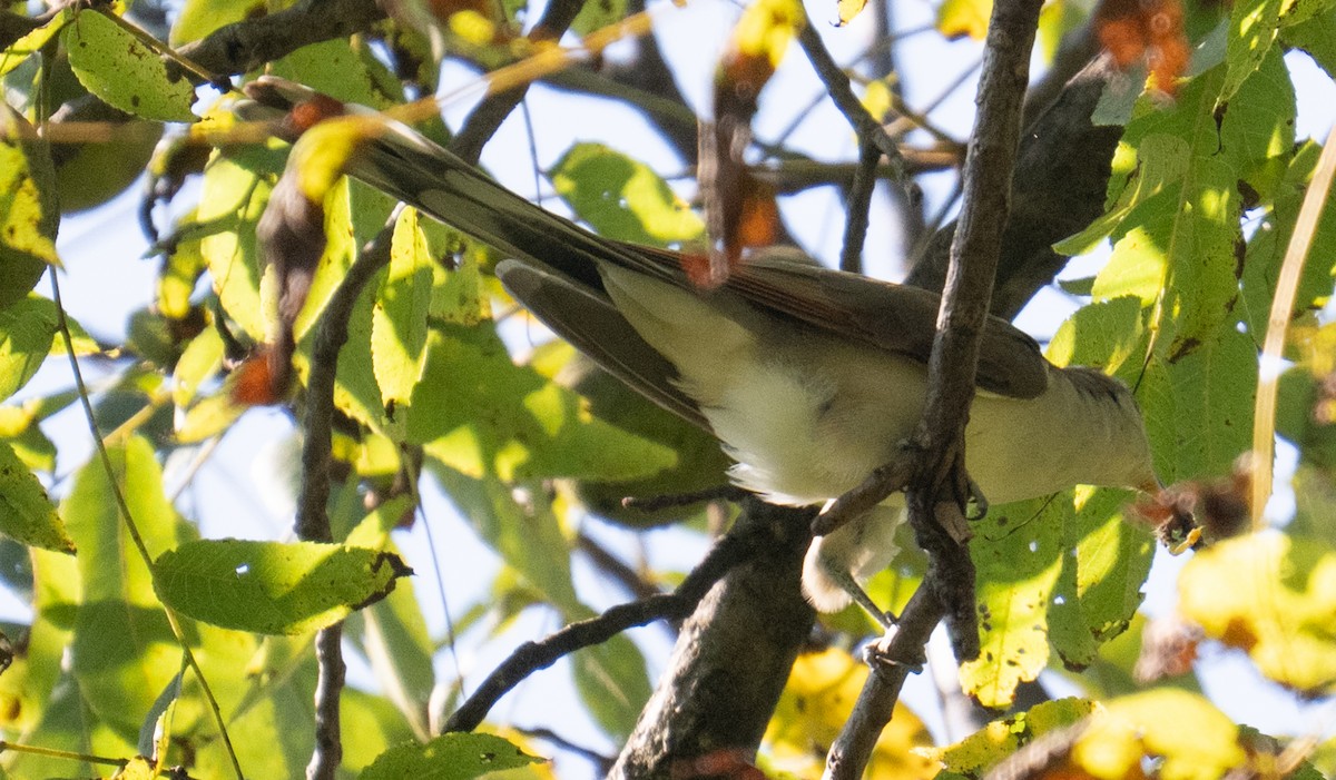 Yellow-billed Cuckoo - ML642109384