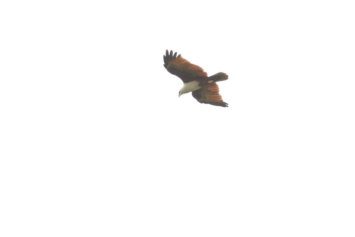 Brahminy Kite - ML642109386