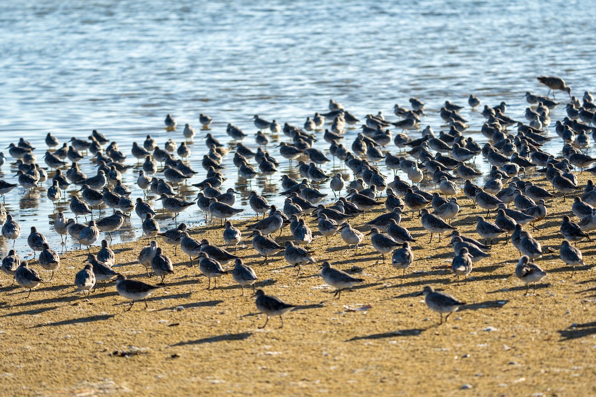 Red Knot - ML642109387