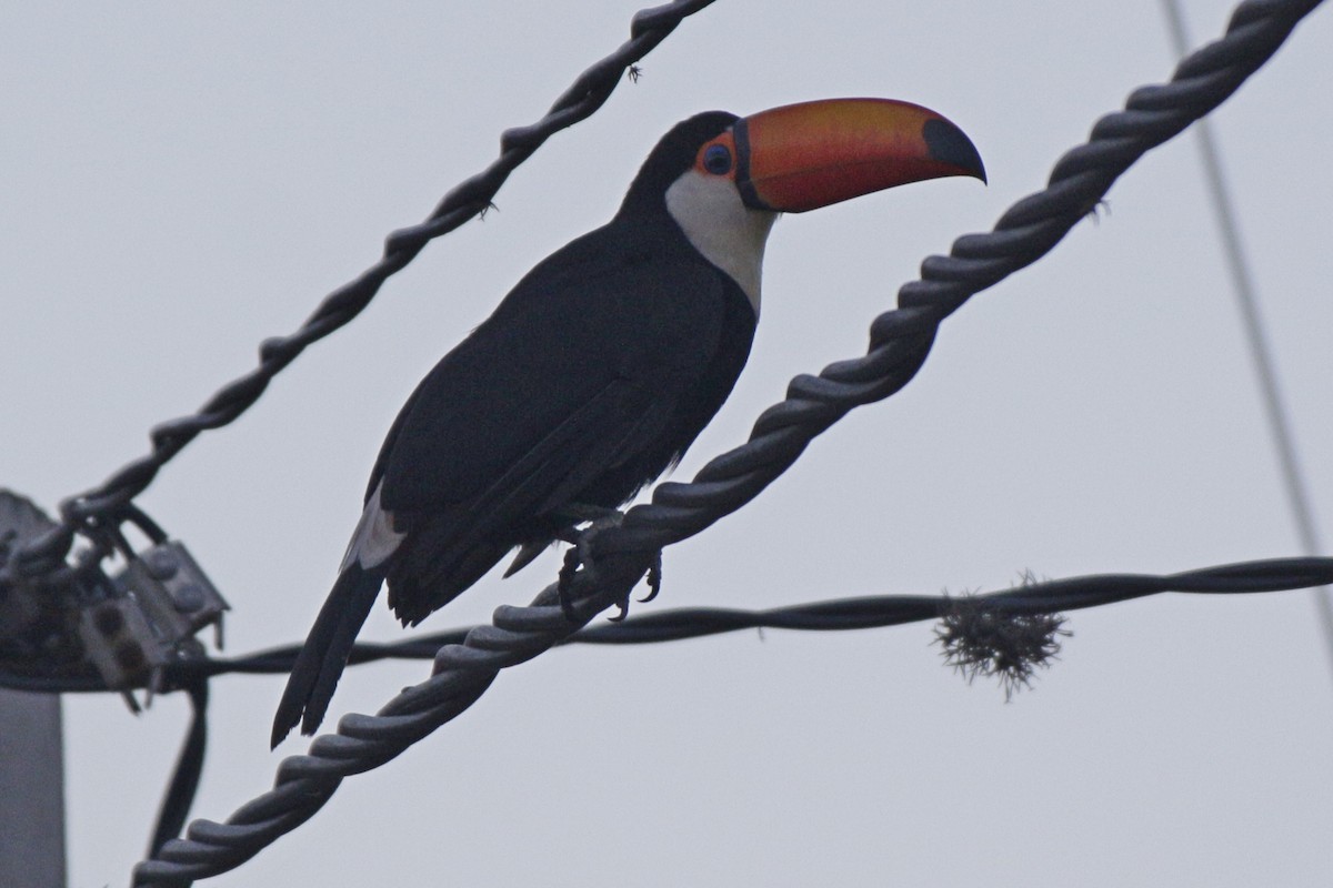 Toco Toucan - ML642109391