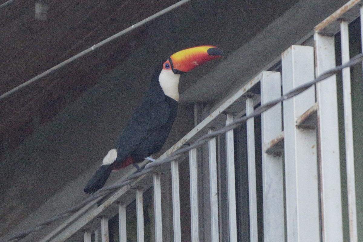 Toco Toucan - ML642109392