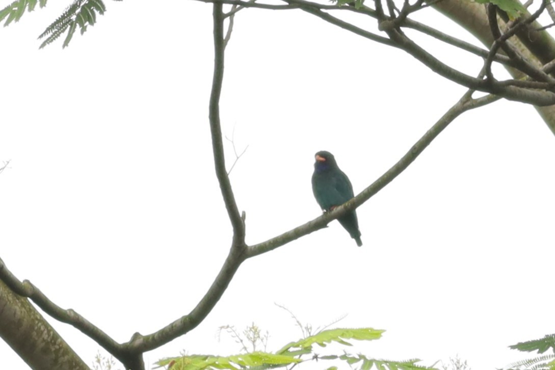 Dollarbird - ML642109398
