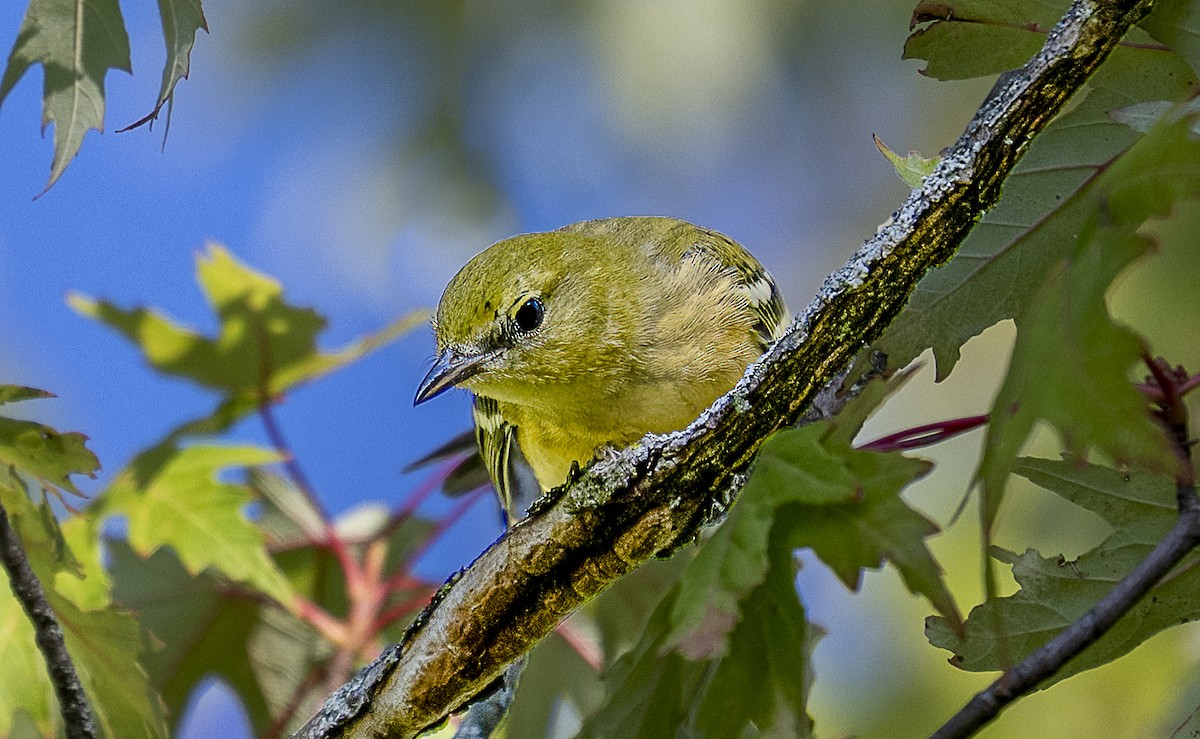 Bay-breasted Warbler - ML642109421