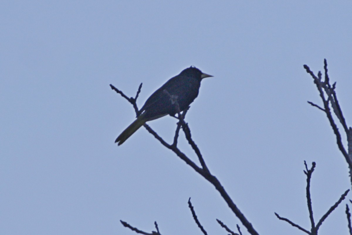 Crested Oropendola - ML642109426