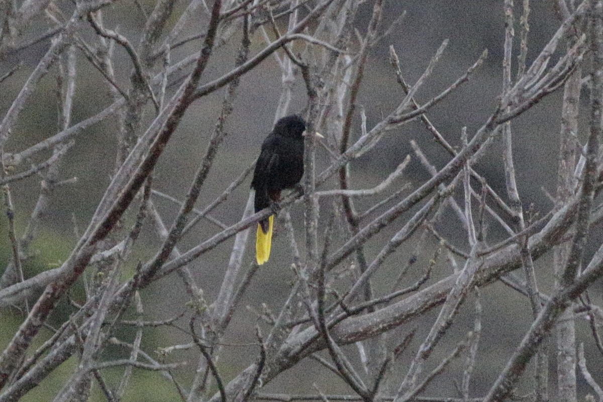 Crested Oropendola - ML642109427