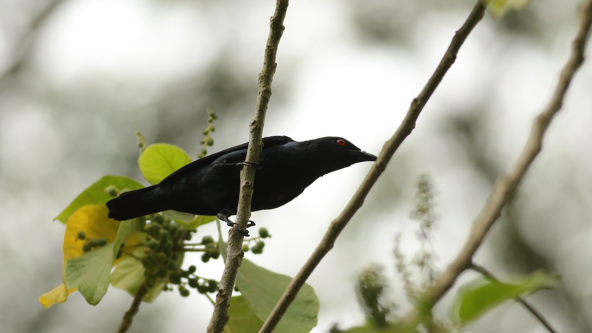 Asian Glossy Starling - ML642109438
