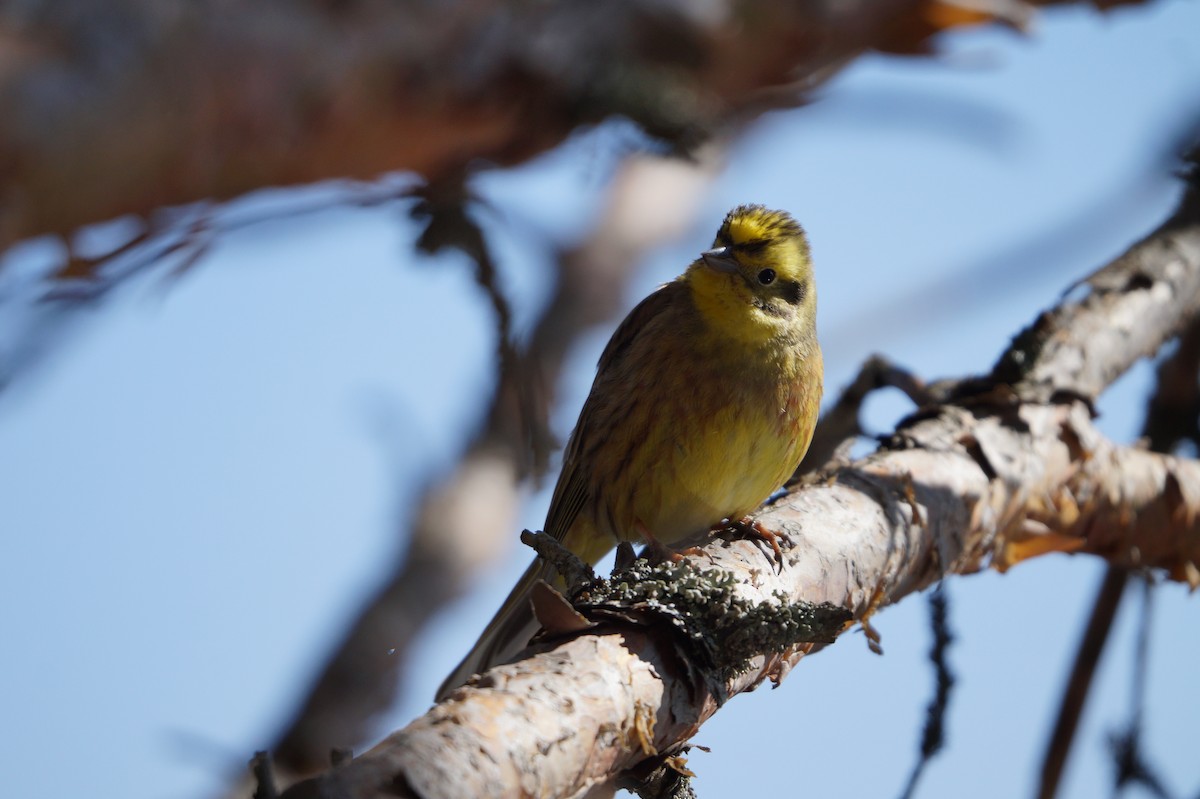 Sarı Çinte - ML642109439