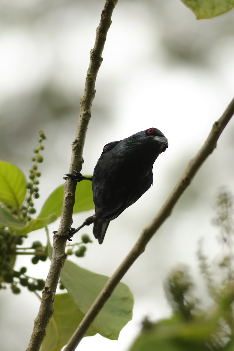 Asian Glossy Starling - ML642109440