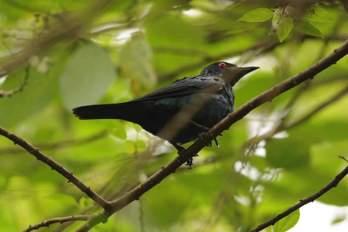 Asian Glossy Starling - ML642109442