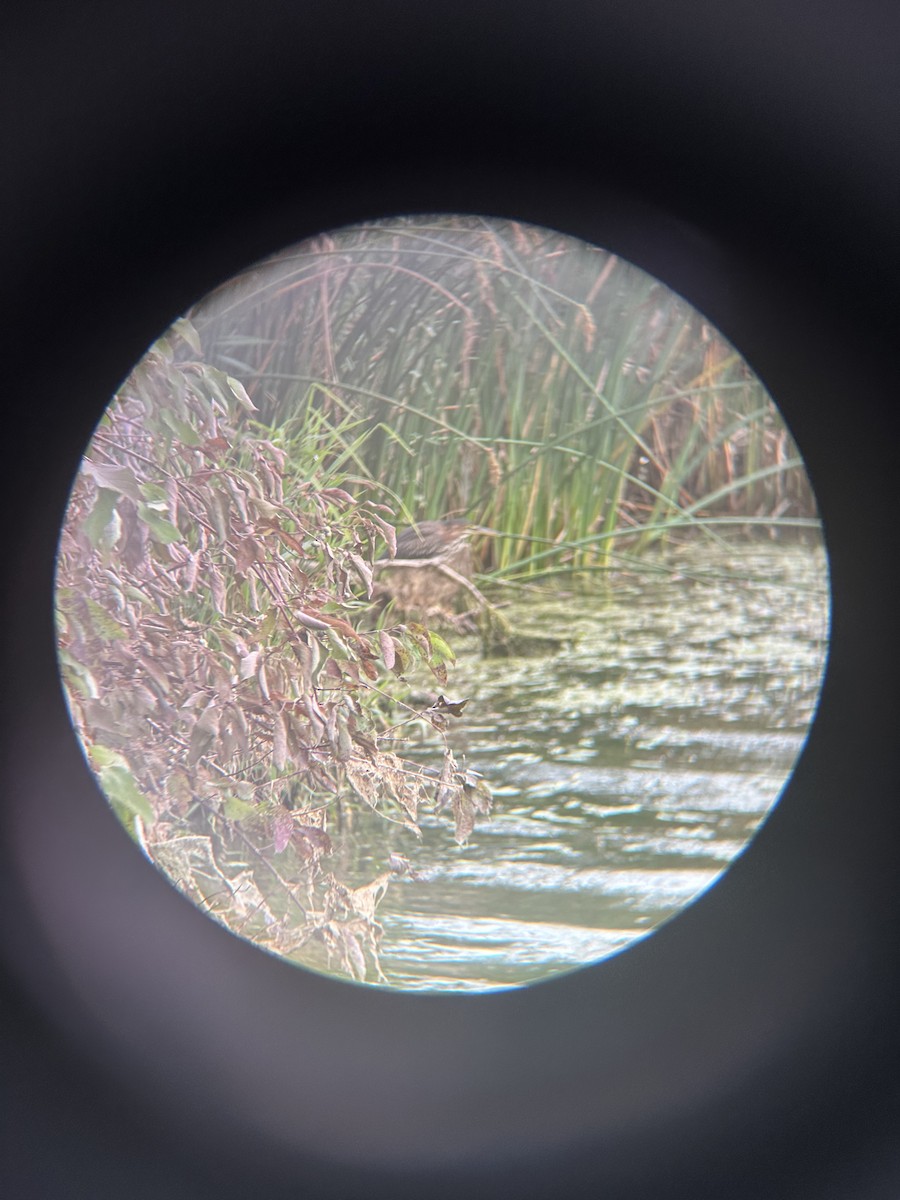 Green Heron - ML642109444