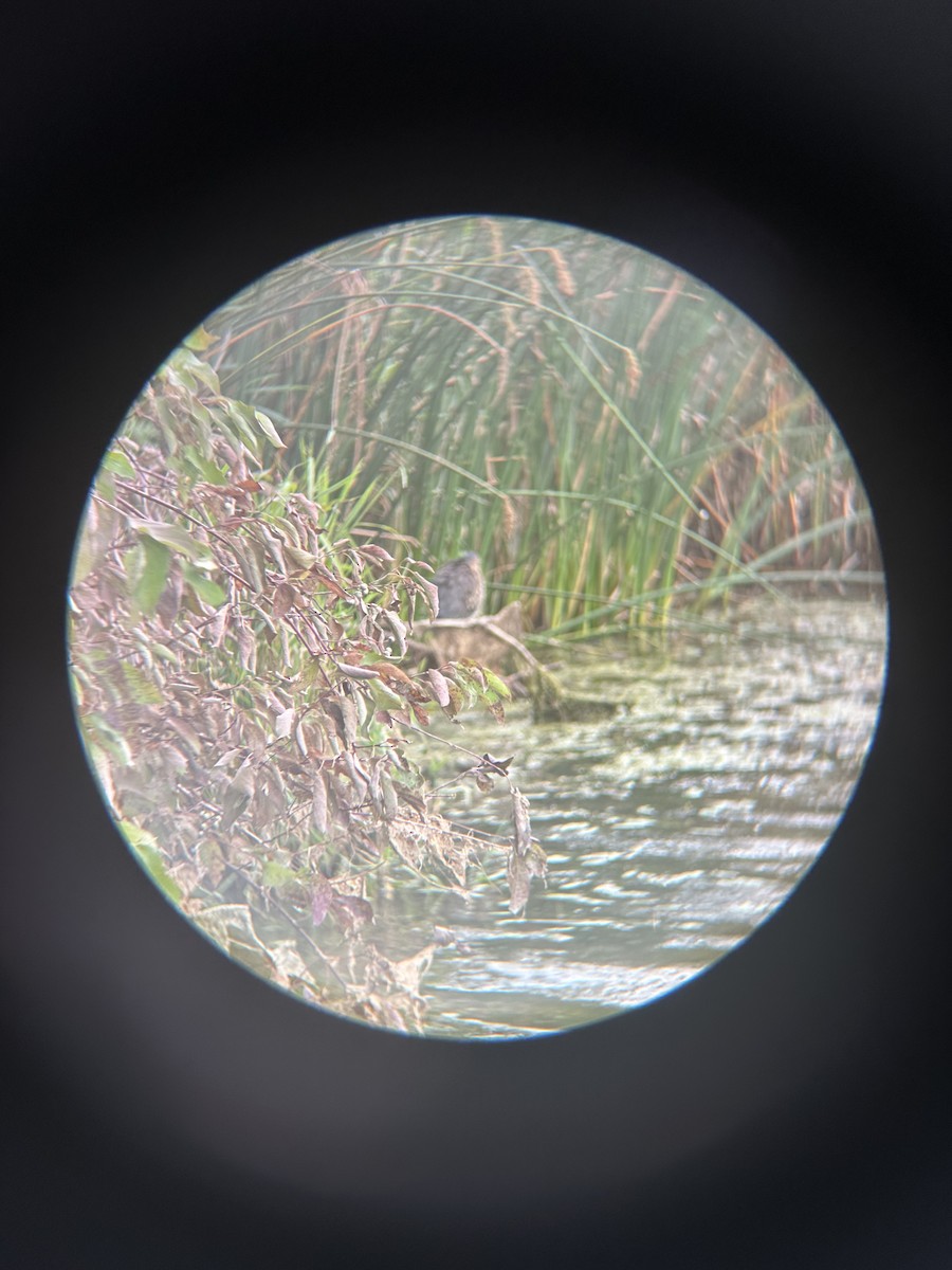 Green Heron - ML642109445