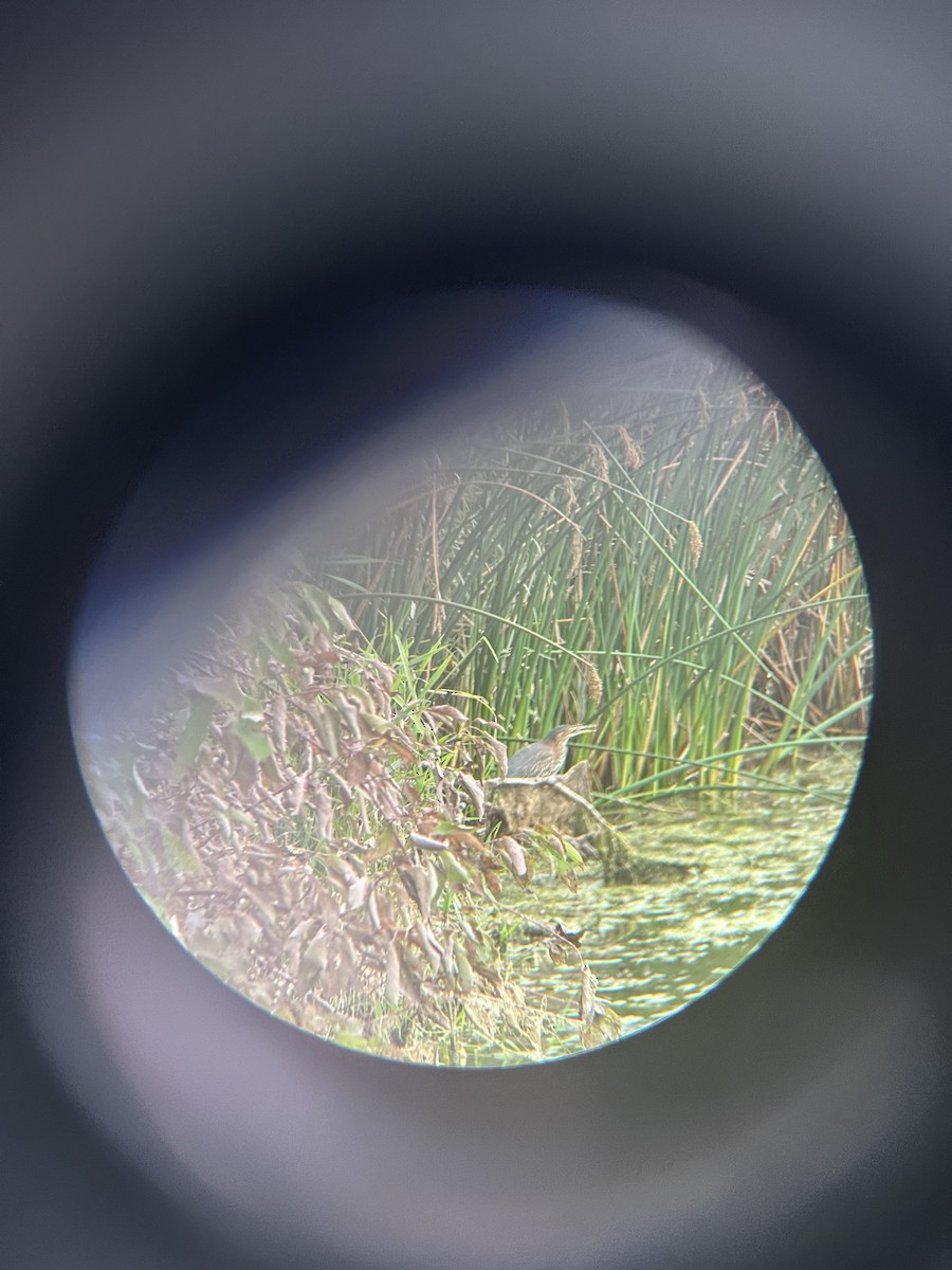 Green Heron - ML642109446