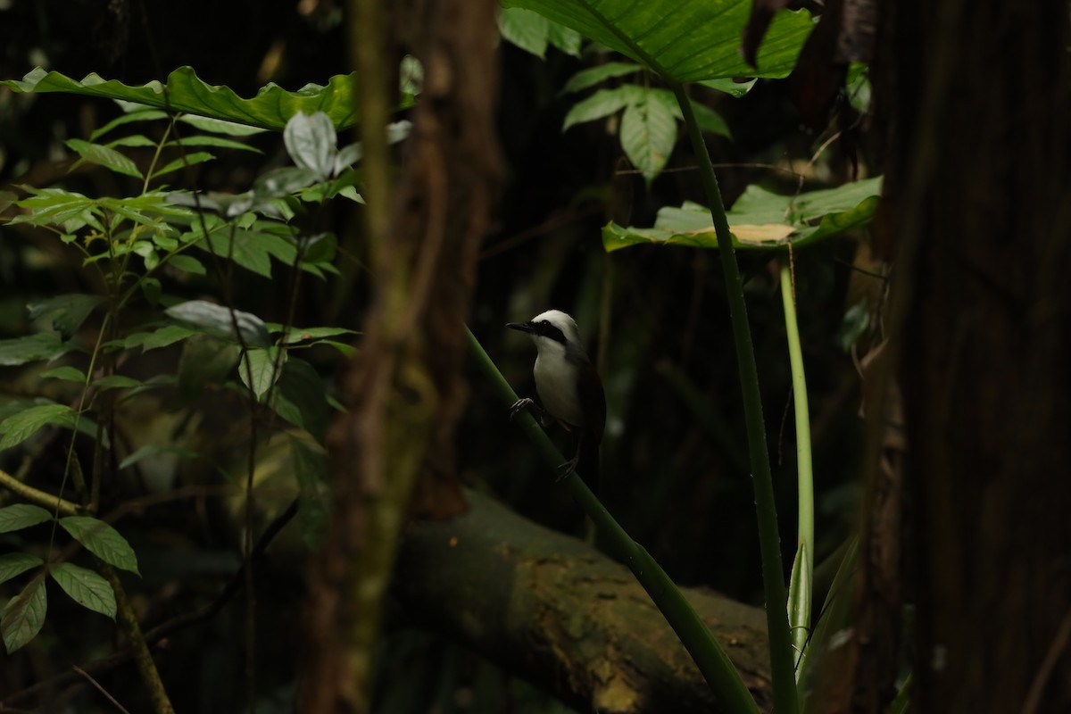 White-crested Laughingthrush - ML642109461
