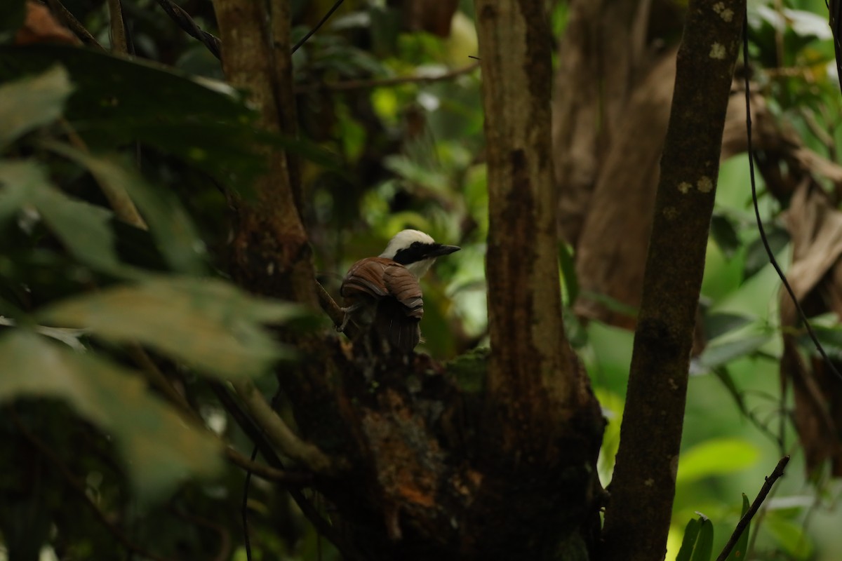 White-crested Laughingthrush - ML642109462
