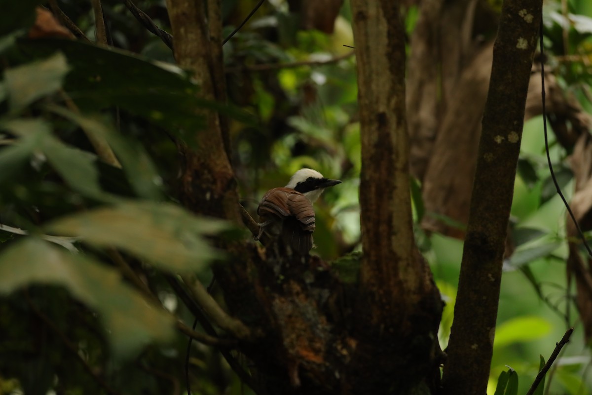 White-crested Laughingthrush - ML642109464