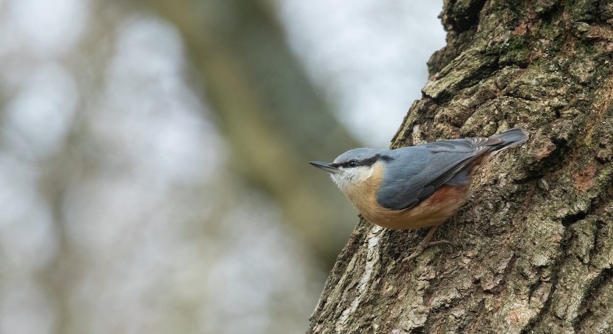 Eurasian Nuthatch - ML642109467