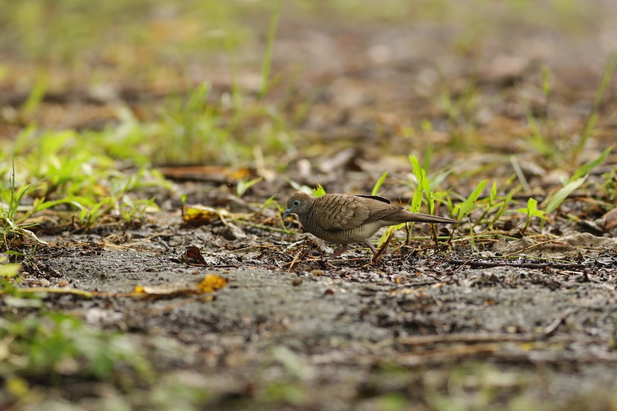 Zebra Dove - ML642109474