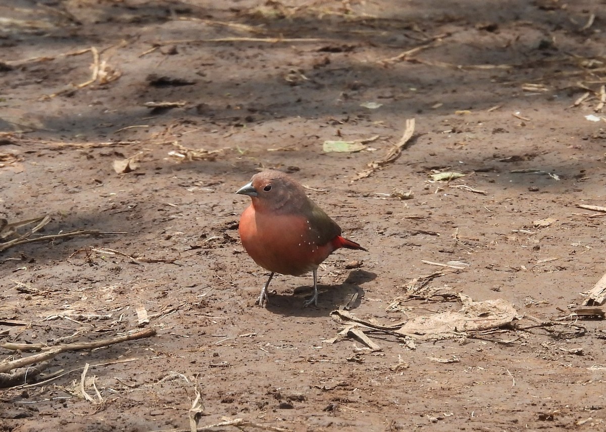 African Firefinch - ML642109479
