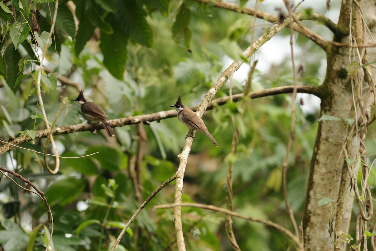Red-whiskered Bulbul - ML642109488