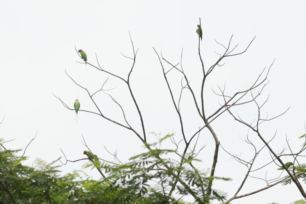 Long-tailed Parakeet - ML642109491