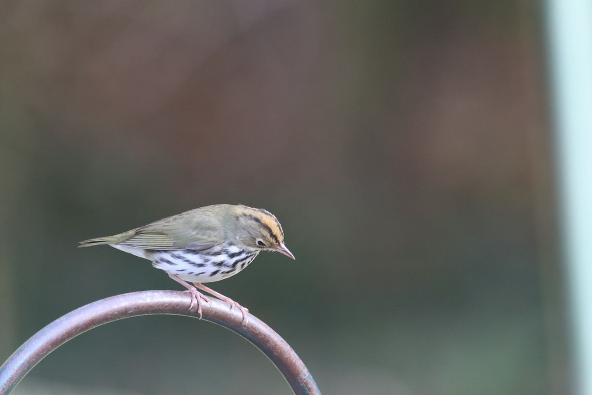 カマドムシクイ - ML642109493