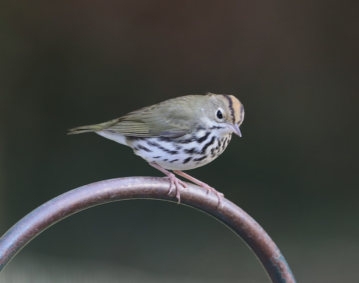 カマドムシクイ - ML642109497