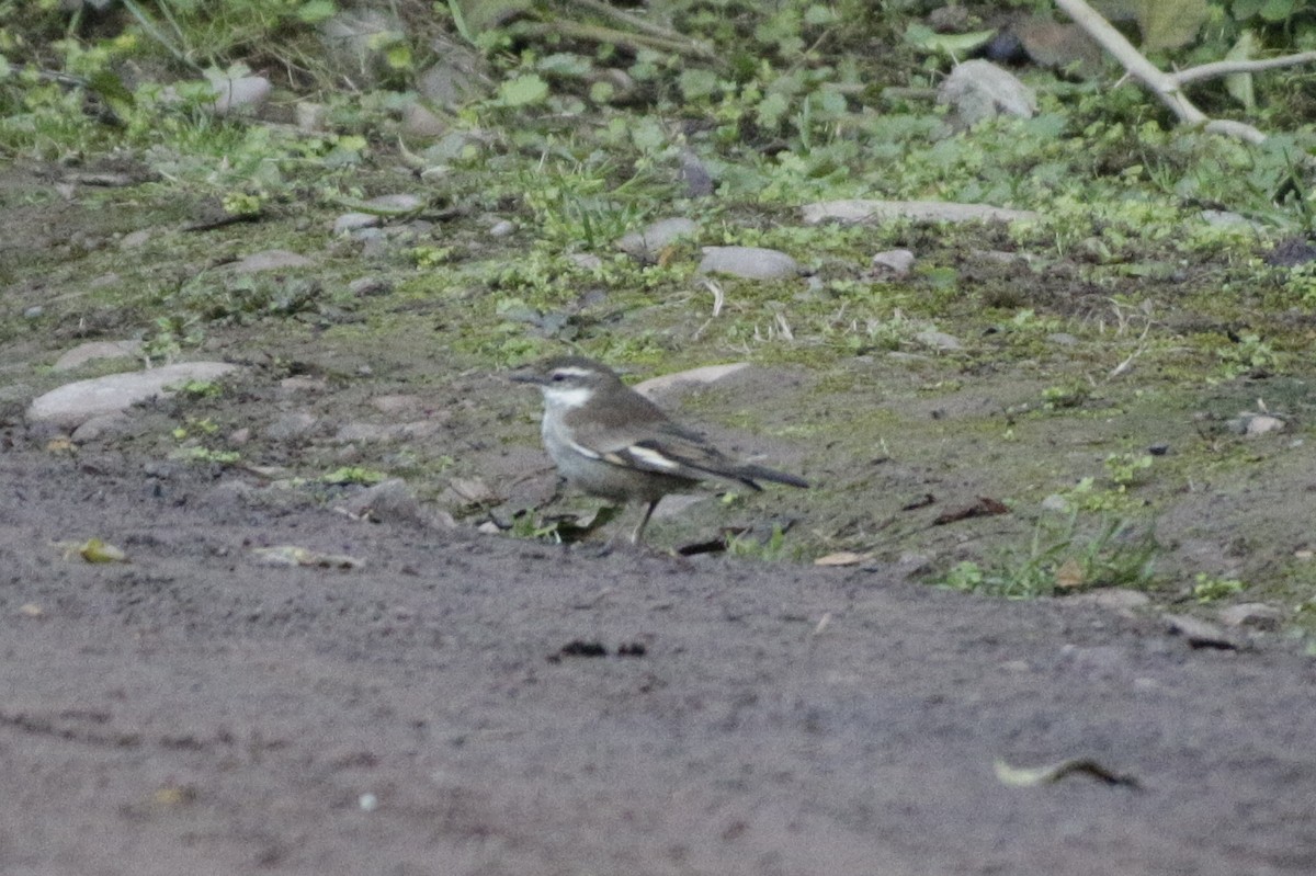 White-winged Cinclodes - ML642109501