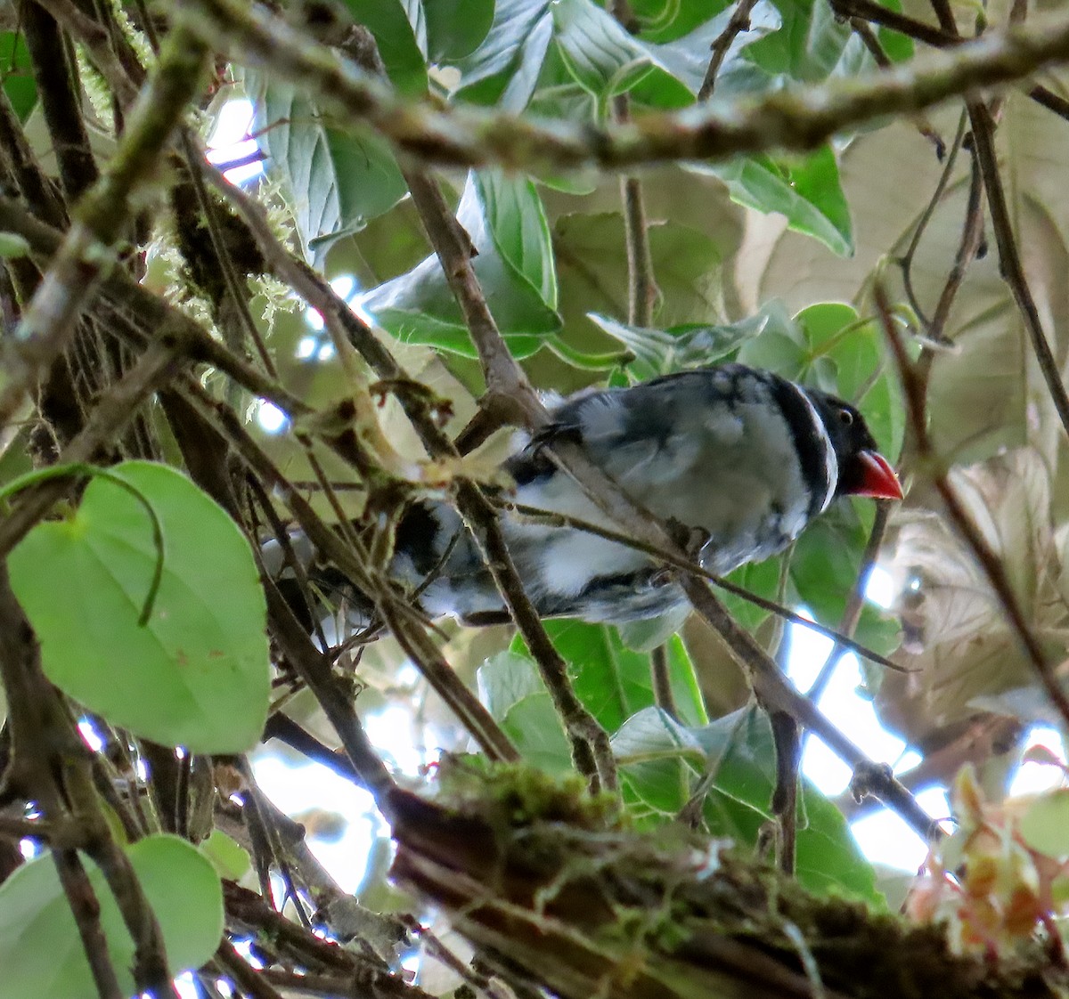 Masked Saltator - ML642109507