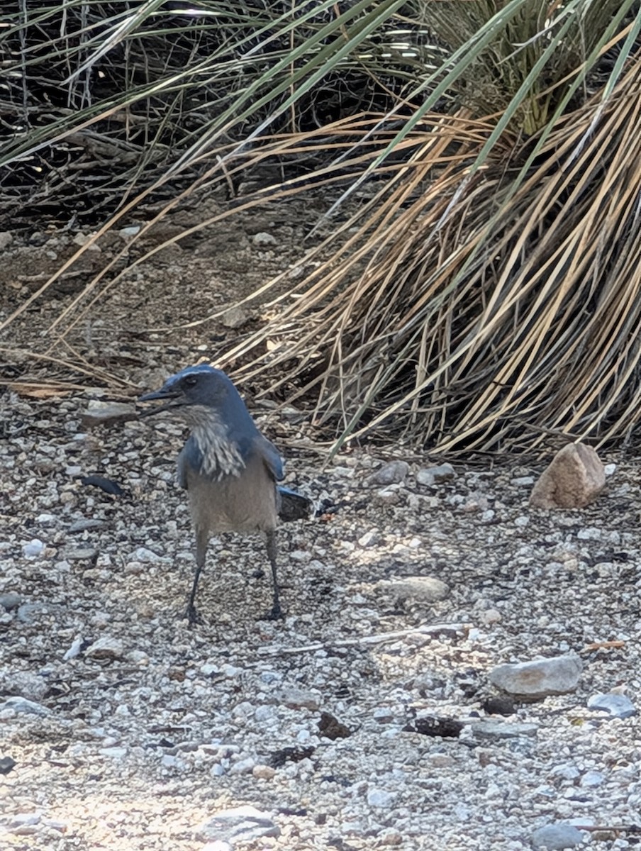 Woodhouse's Scrub-Jay - ML642109512