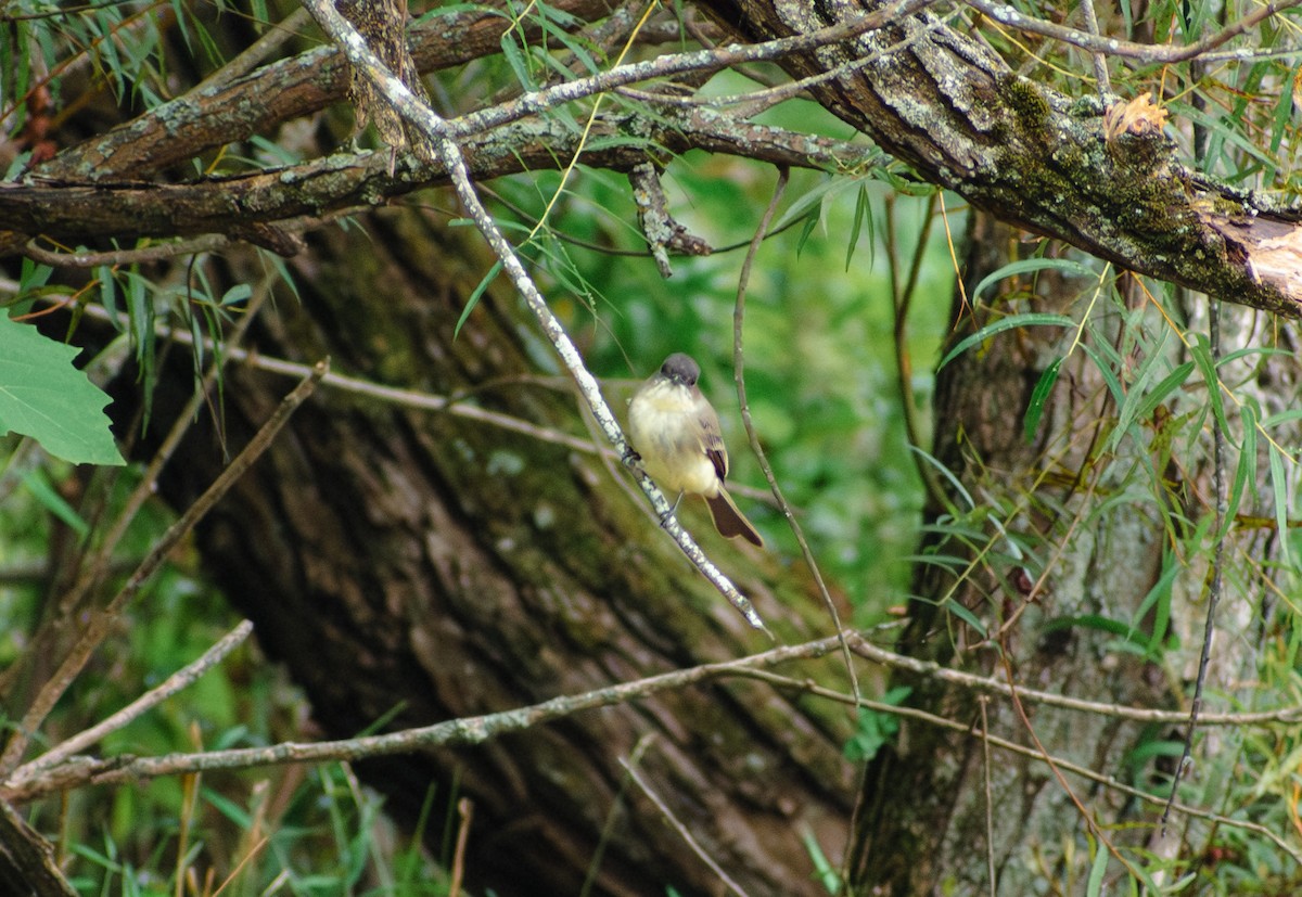 Eastern Phoebe - ML642109514