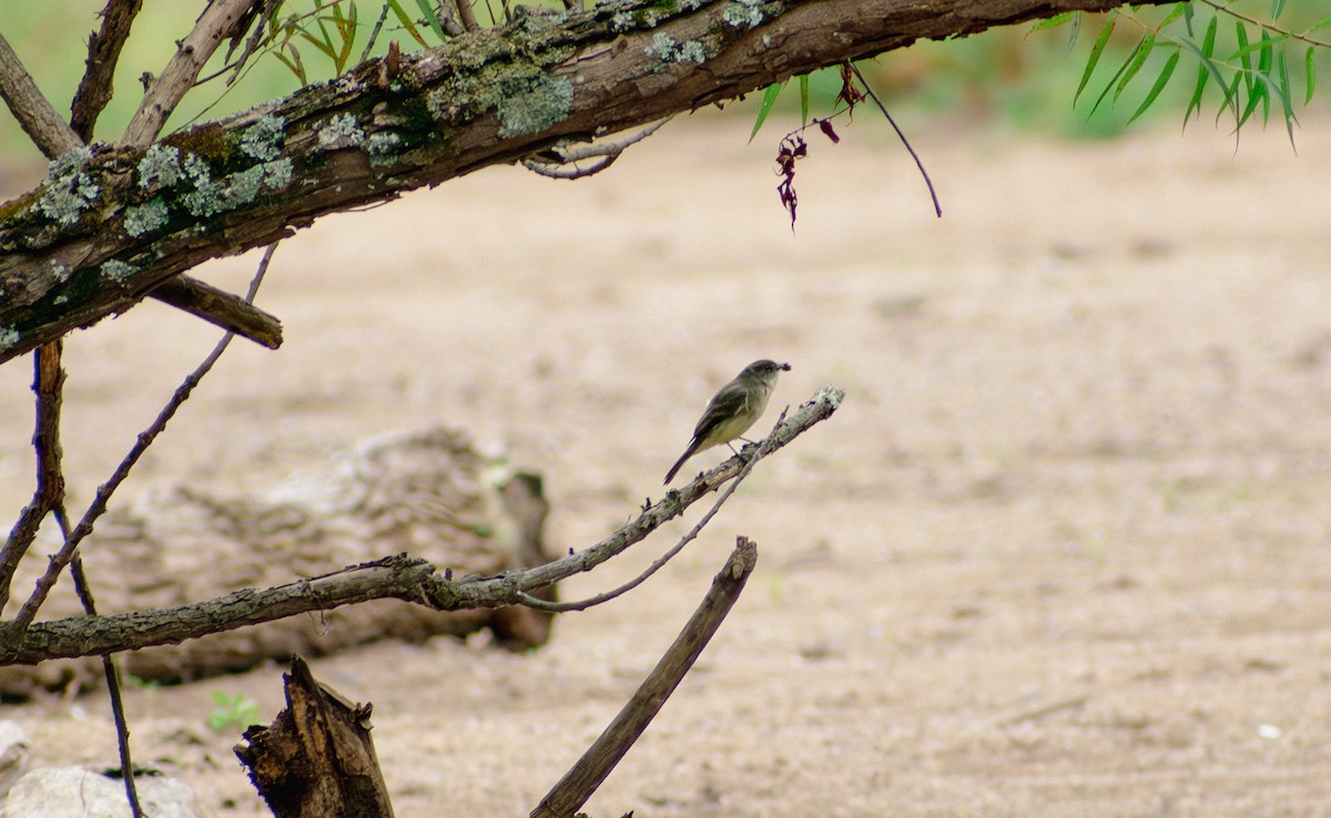 Eastern Phoebe - ML642109519