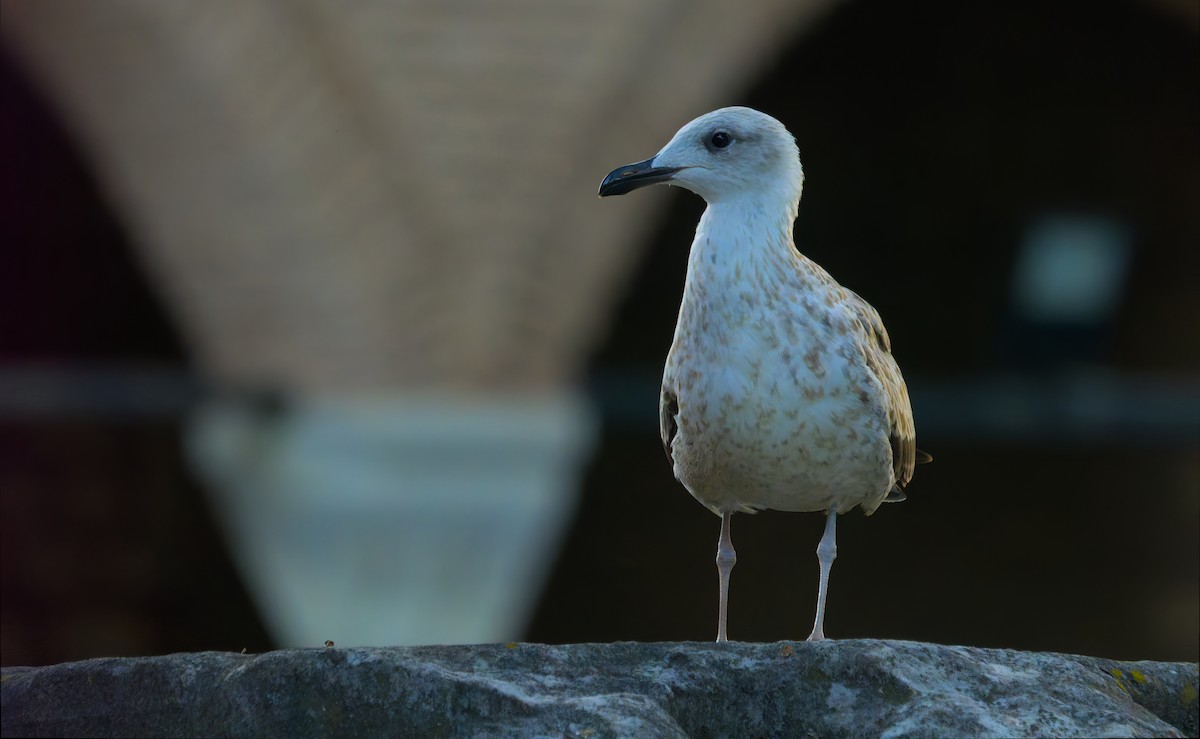 Yellow-legged Gull - ML642109522