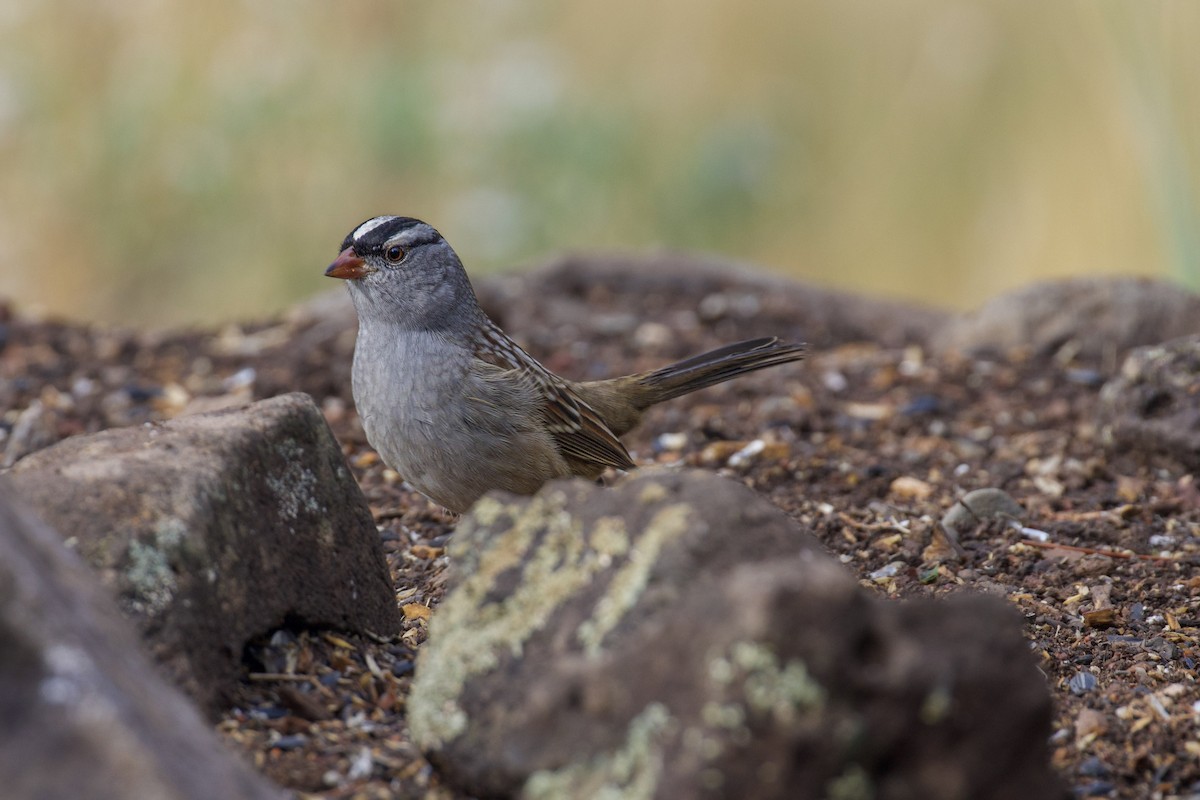 White-crowned Sparrow - ML642109530