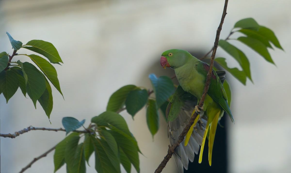 Alexandrine Parakeet - ML642109537