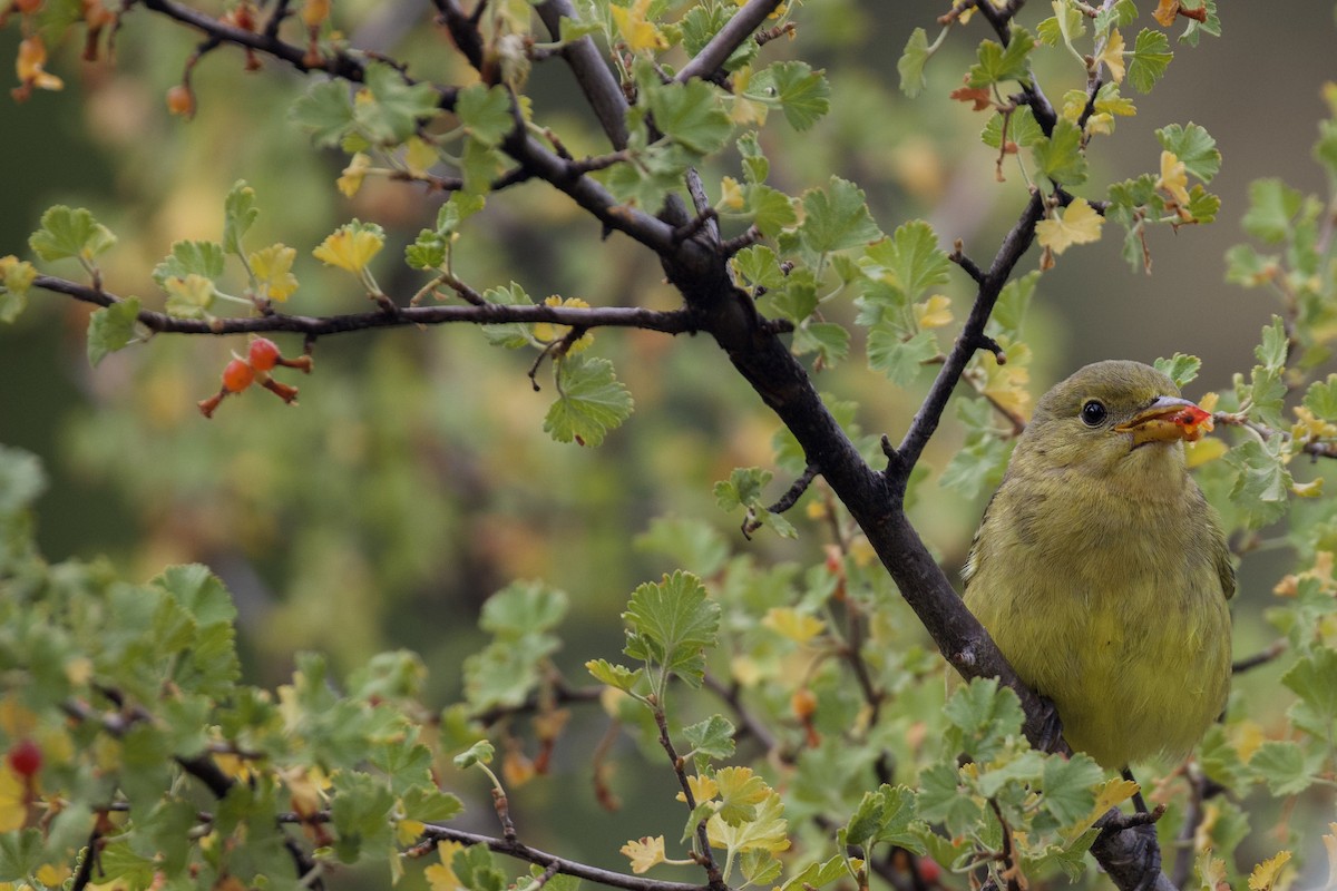 Western Tanager - ML642109539