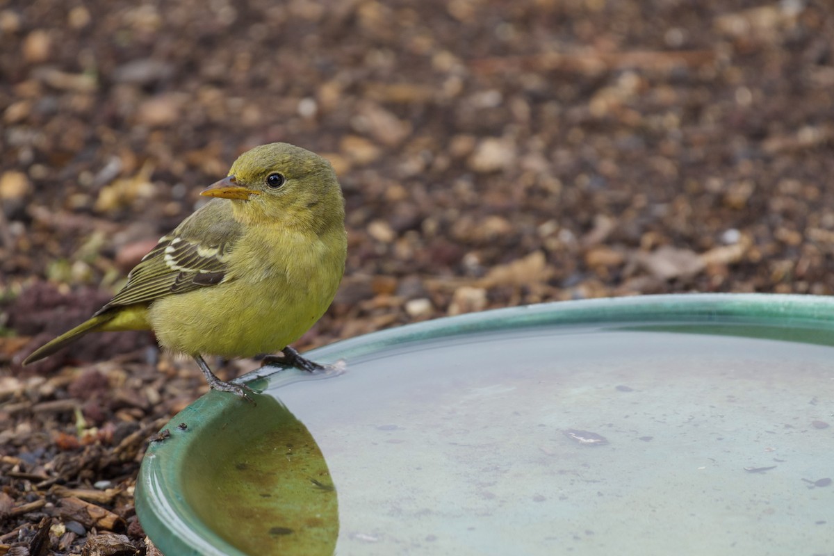 Western Tanager - ML642109540