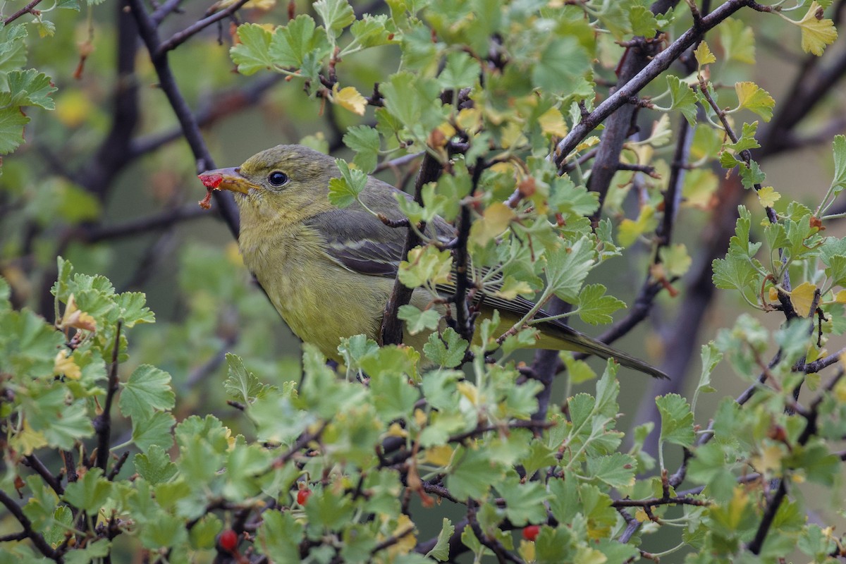 Western Tanager - ML642109541