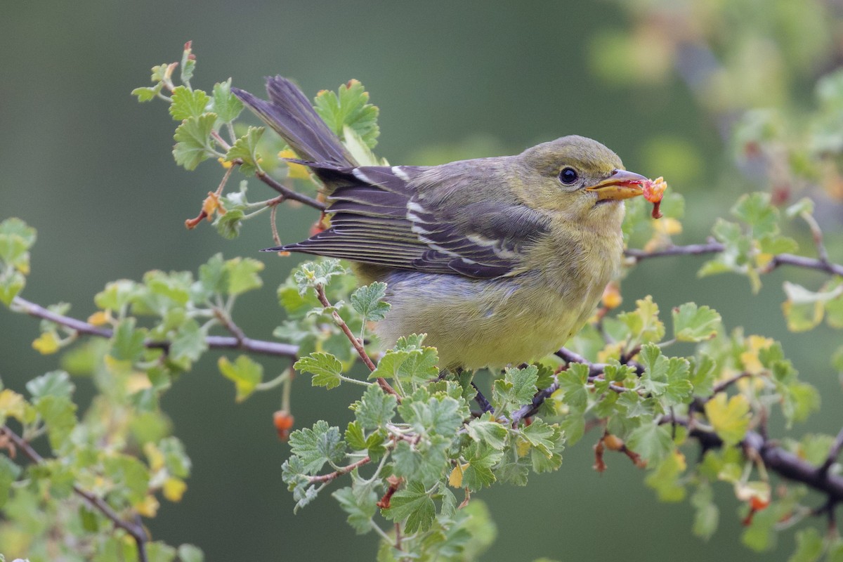Western Tanager - ML642109542