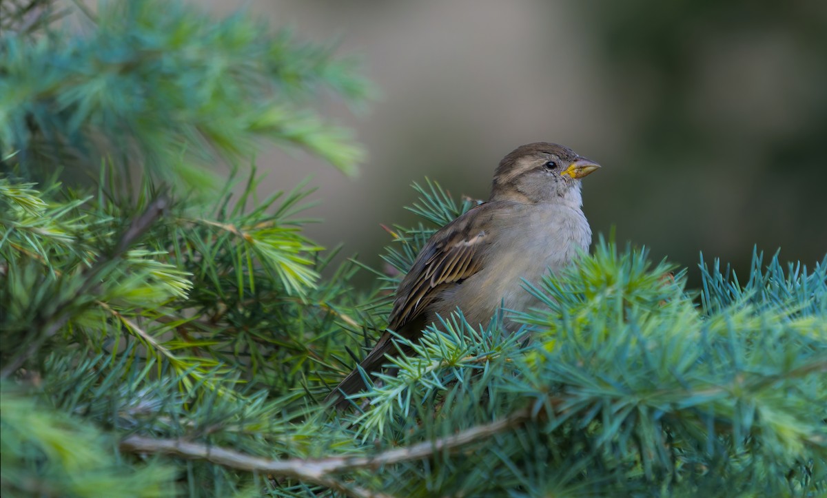 House Sparrow - ML642109544