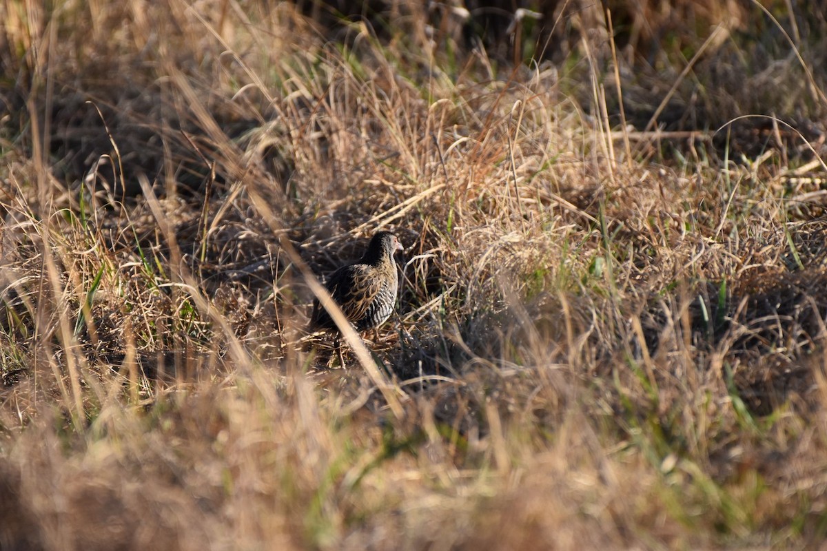 African Crake - ML642109548