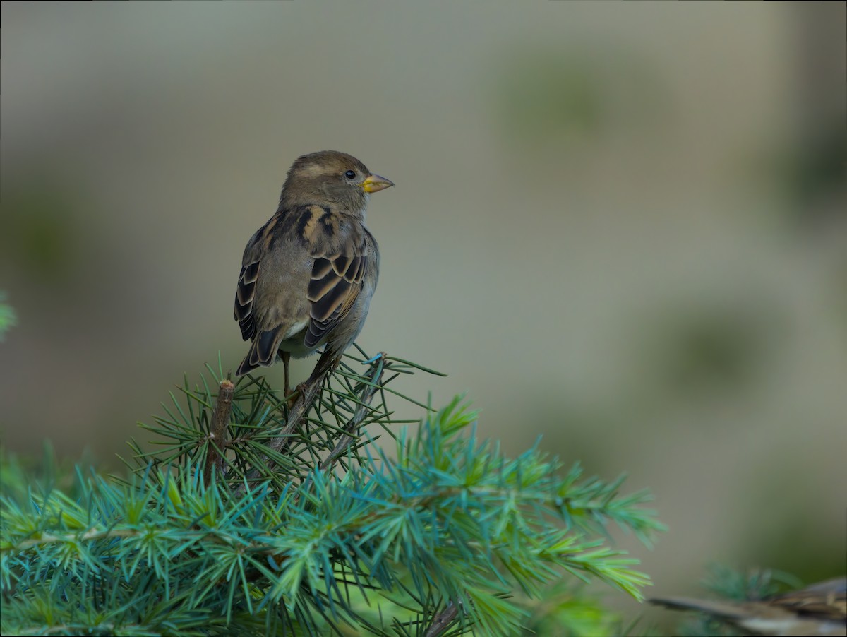 House Sparrow - ML642109553